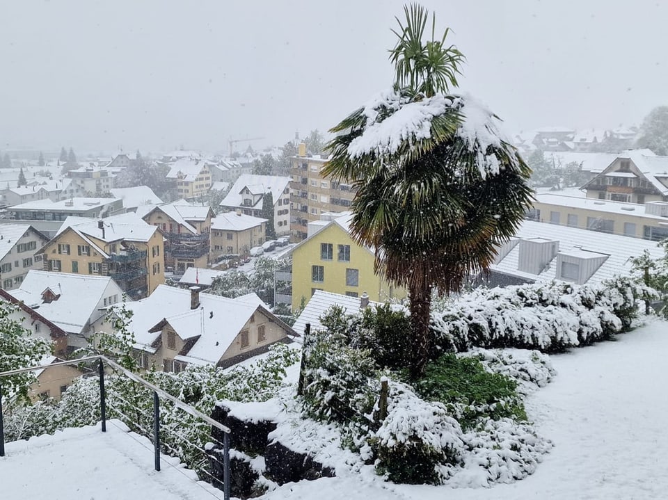 Schneebedeckte Stadtansicht mit Palme im Vordergrund.
