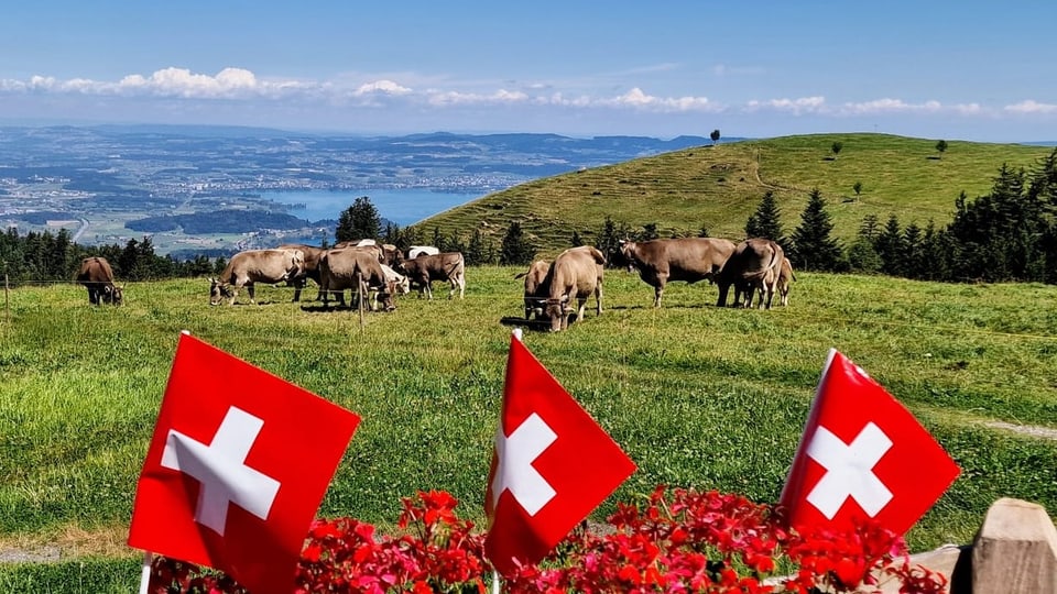 Schweizerfahnen und Kühe auf der Alp.