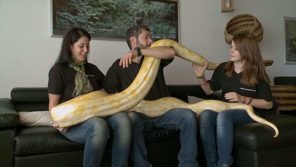 Mensch Mit 60 Schlangen unter einem Dach Wissen SRF