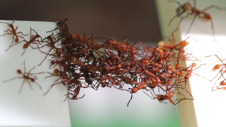 Wunderwelt der Insekten - Bizarre Ameisen: Zombies, Sklaven, Honigtöpfe