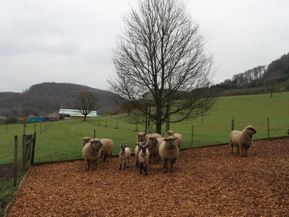 Schafe vor einem Baum im Fricktal