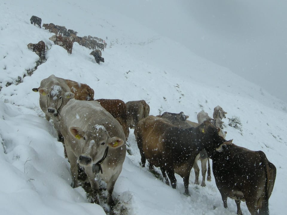 Kühe stehen auf der Alp (1900m) im Schnee.