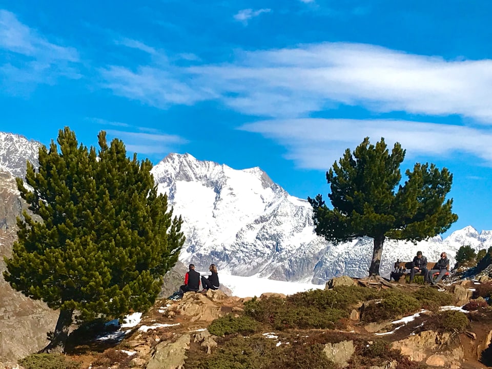 Berglandschaft mit zwei Föhren, ruhenden Wanderern und weis eingeschneiten Felsen im Hintergrund.