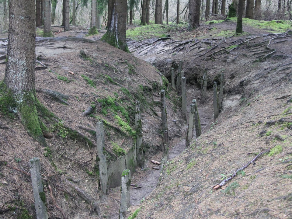 Überreste eines Schützengrabens in einem Wald