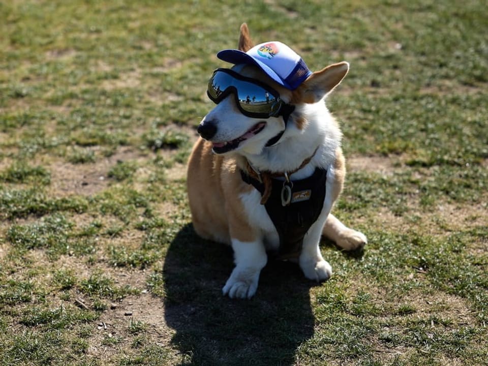 Ein Hund trägt eine Brille und Hut.