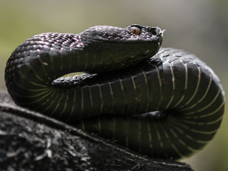 Eine schwarze Aspisviper 