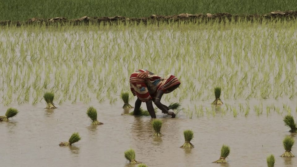 Eine Frau pflanzt Reis in einem Feld
