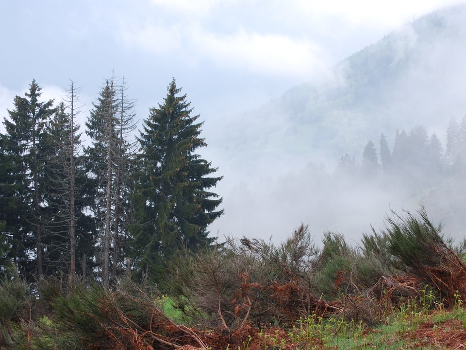 Nebelschwaden ziehen durch die wilde Landschaft. 