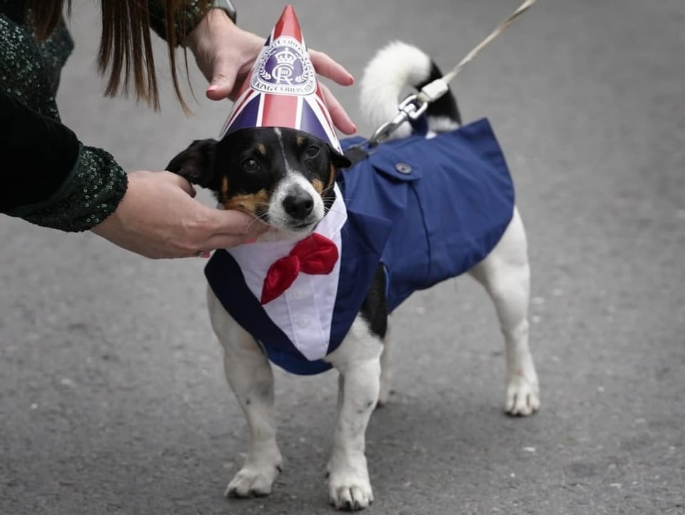 Hund trägt eine Art Anzug mit Fliege und einen Partyhut