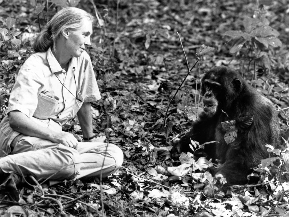 Jane Goodall sitzt im Lauf neben einem Affen.