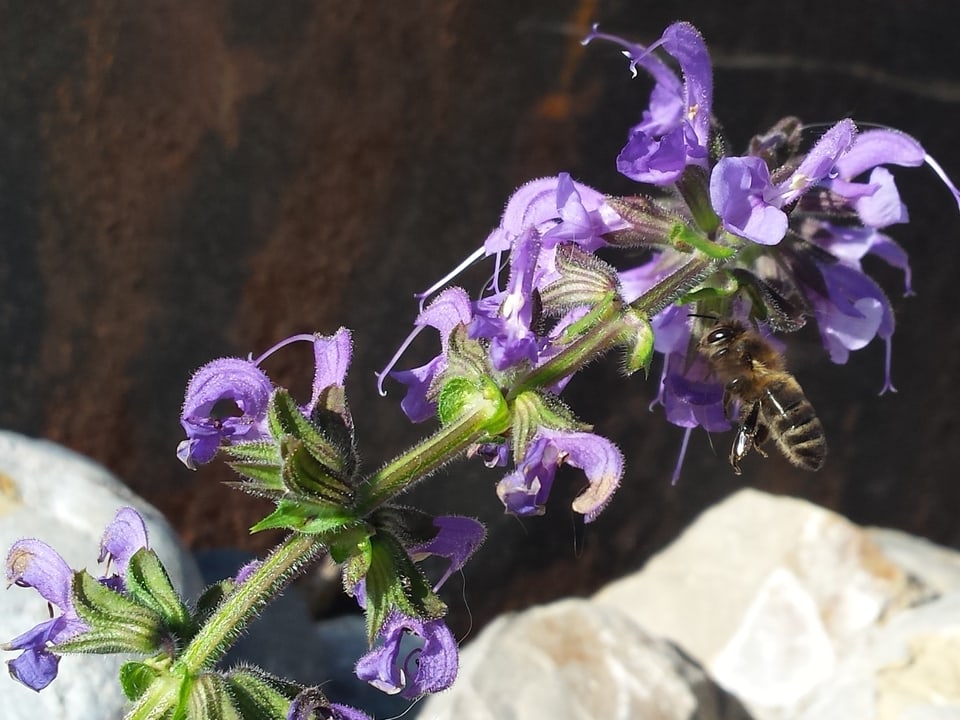 Violette Blüten an einem Stängel. Rechts im Bild fliegt eine Biene zu einer Blüte. 