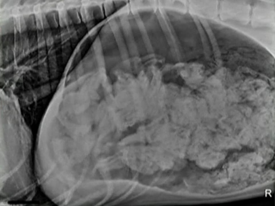Röntgenaufnahme des Magens der Dogge