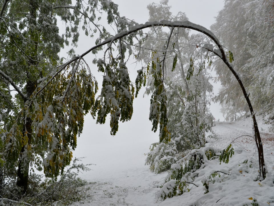 Ein kleiner Baum steht gekrümt im Schnee.
