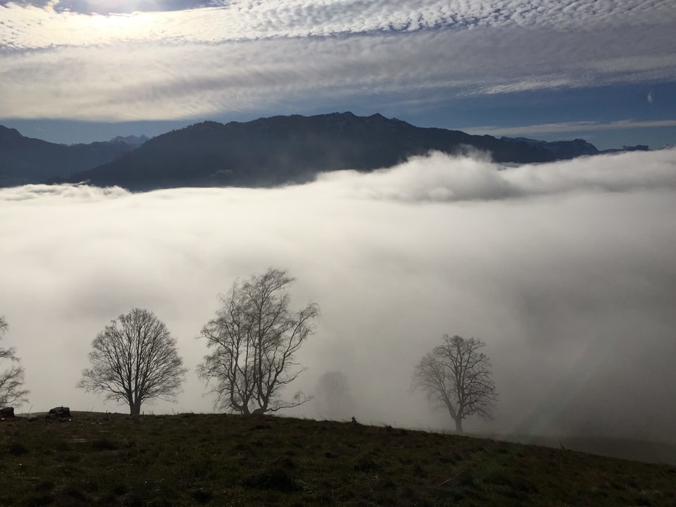 Blick von einem Hügel auf Bäume und darunter liegenden Nebel, in der Höhe dünne Wolkenfelder.