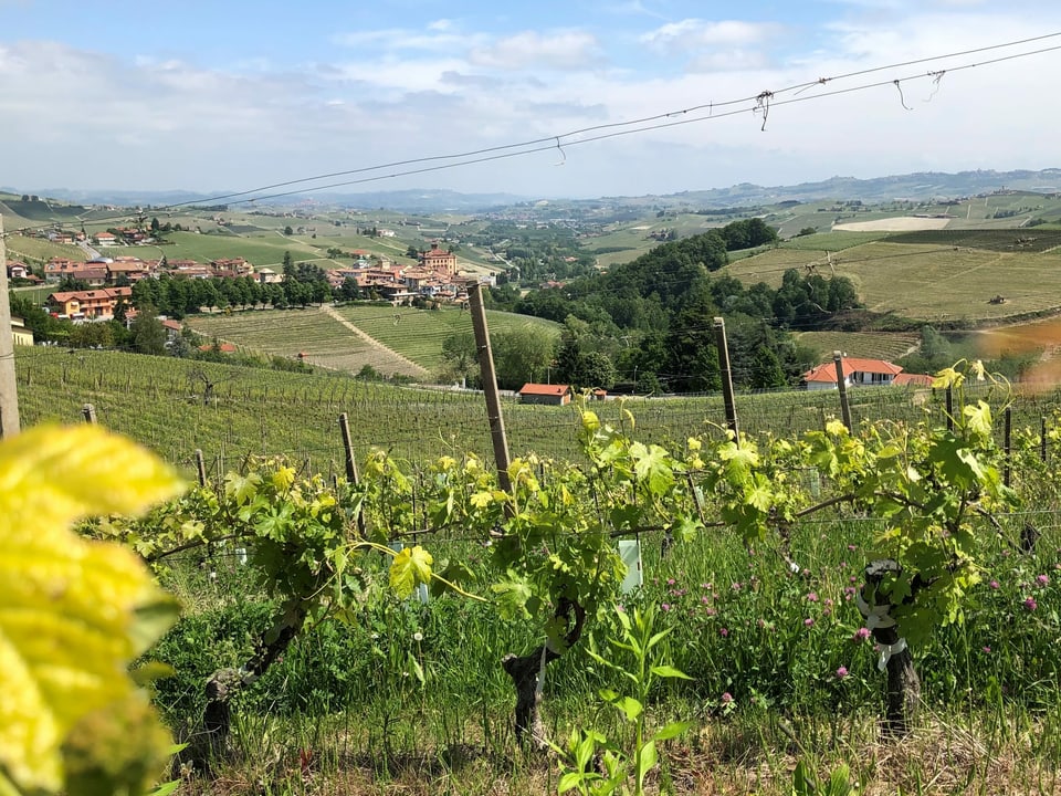Rebe im Weinbaugebiet Barolo