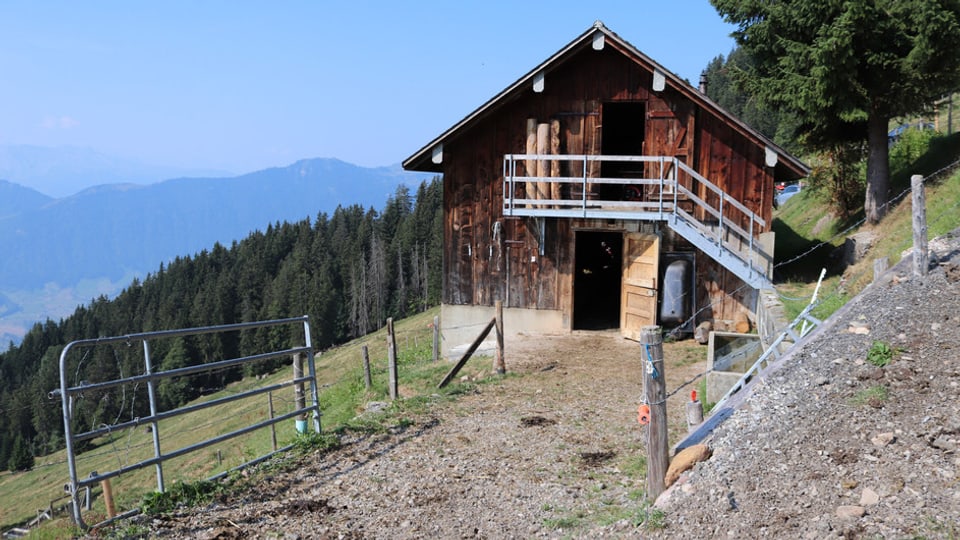 Die Kühe von der Alp Schwandenring im Gebiet Wildspitz im Kanton Schwyz müssen frühzeitig ins Tal zurück