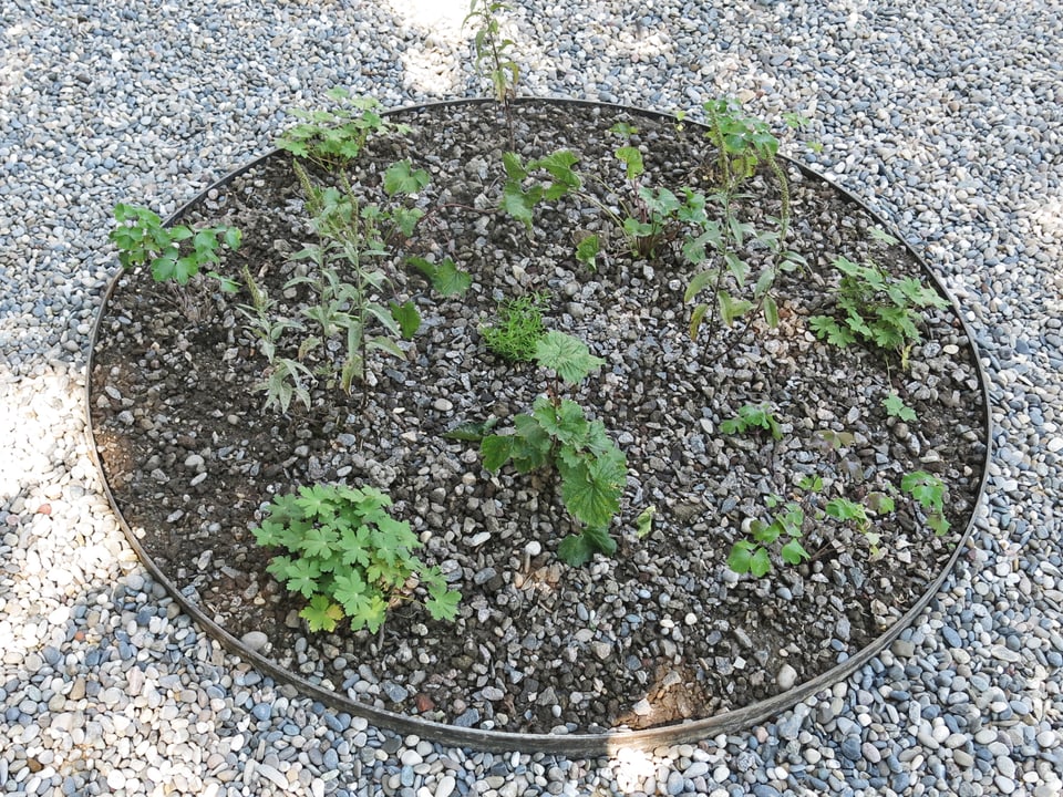 Ein Kreis mit Pflanzen