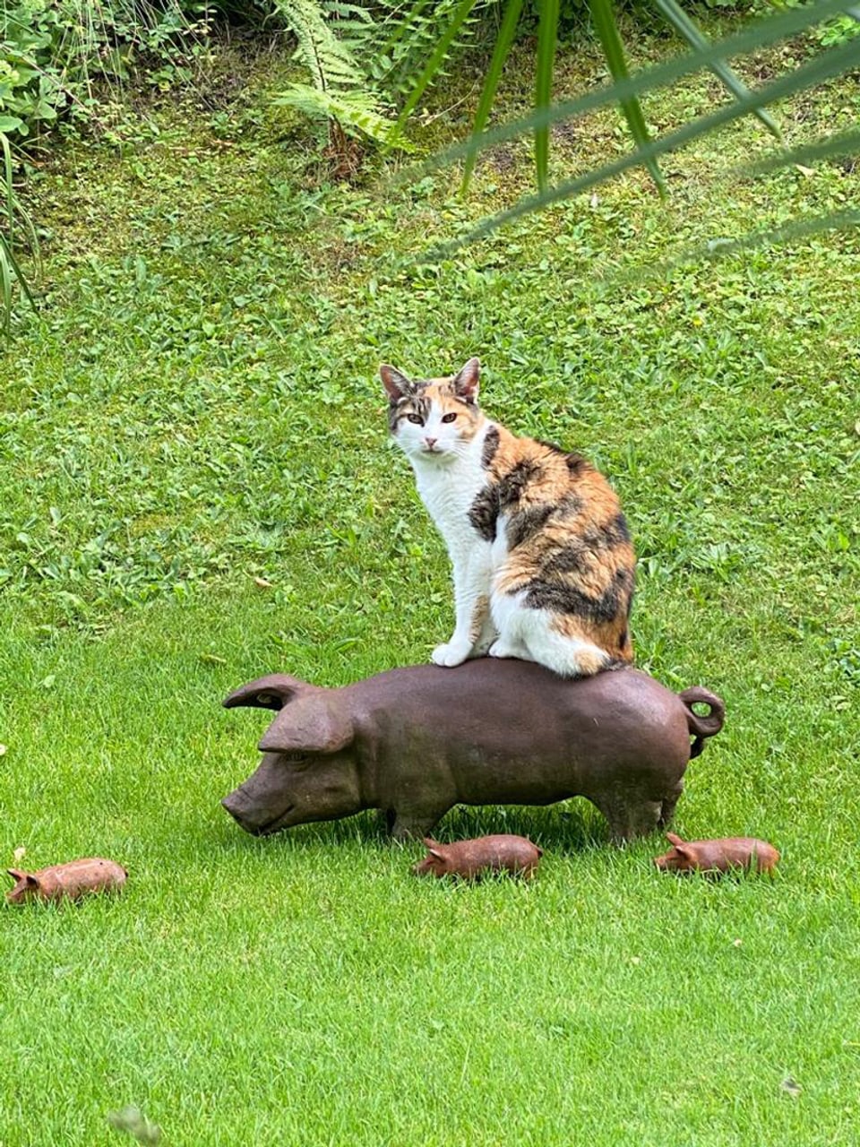 Katze sitzstolz auf Deko-Schwein.