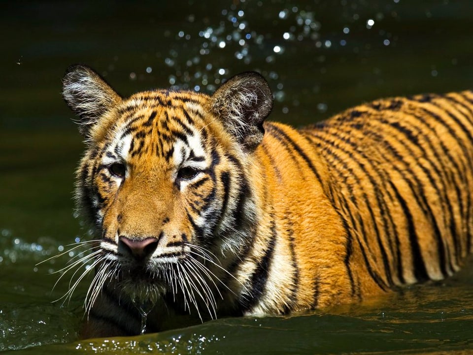Ein Tiger watet durch einen Fluss.