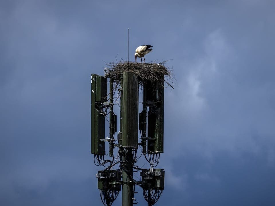 Storch im Nest auf Mobilfunkmast gegen bewölkten Himmel