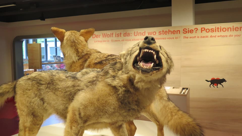 Ausgestopfter Wolf zeigt Zähne – im Hintergrund Feedbackwand.