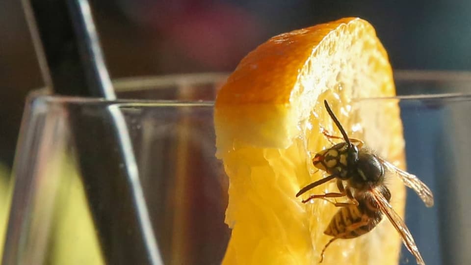 Eine Wespe ist an einem Glas mit einem Süssgetränk.