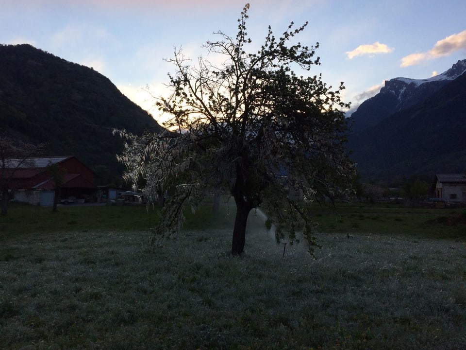 Ein Obstbaum trägt grosse Eiszapfen an den Ästen. Am Fuss des Baumes in der Wiese versprüht eine Rasensprenkler Wasser.