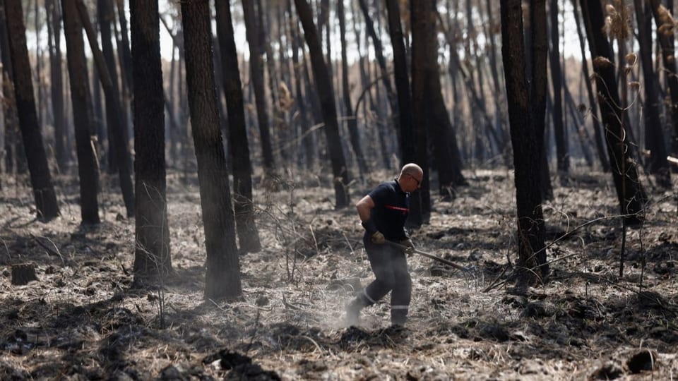 Fireman in forest with burnt trees