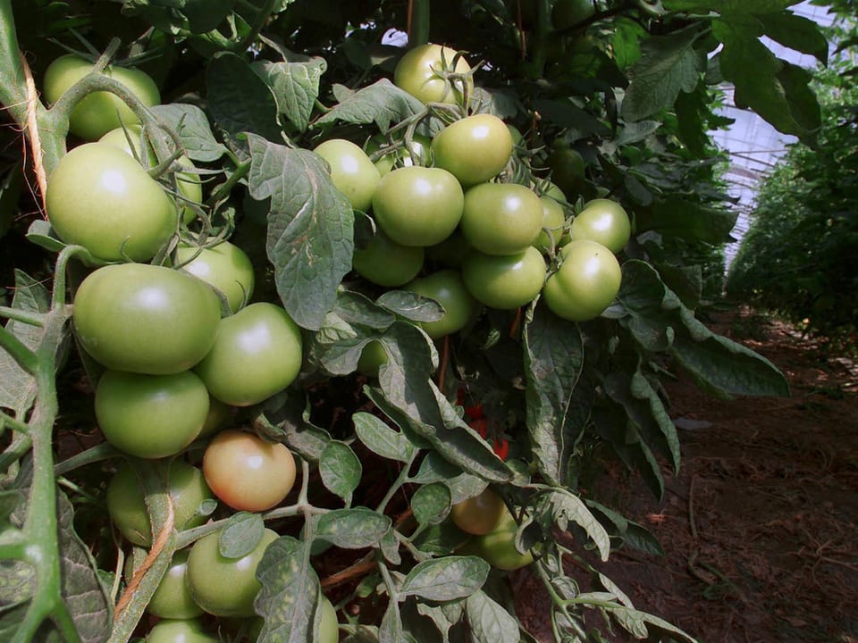 Tomatenpflanzen in einem Gewächshaus