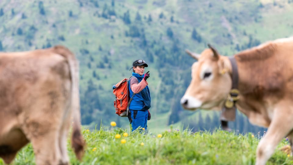 Eine Frau mit Rucksack zwischen zwei Rindern.