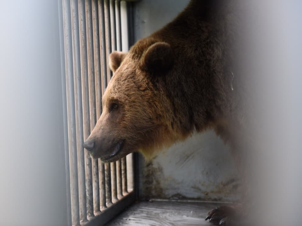 Ein Bär durch ein Gitter hindurch gesehen.
