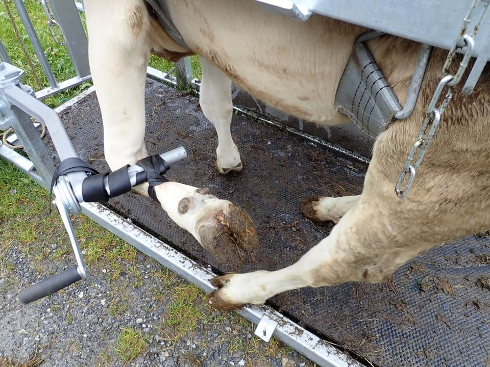 Ein Rind ist in einem Klauenstand zur Klauenpflege eingespannt.
