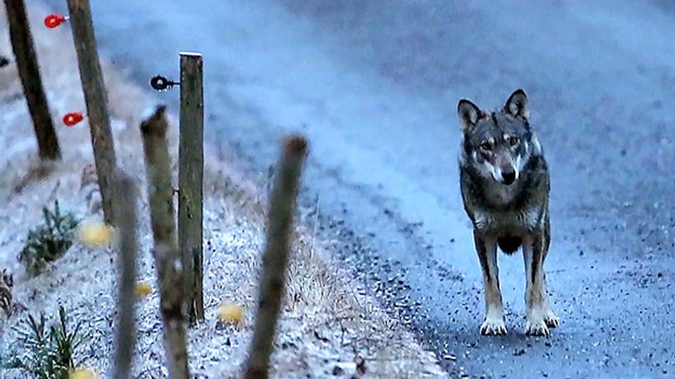 Wolf steht auf einem Weg