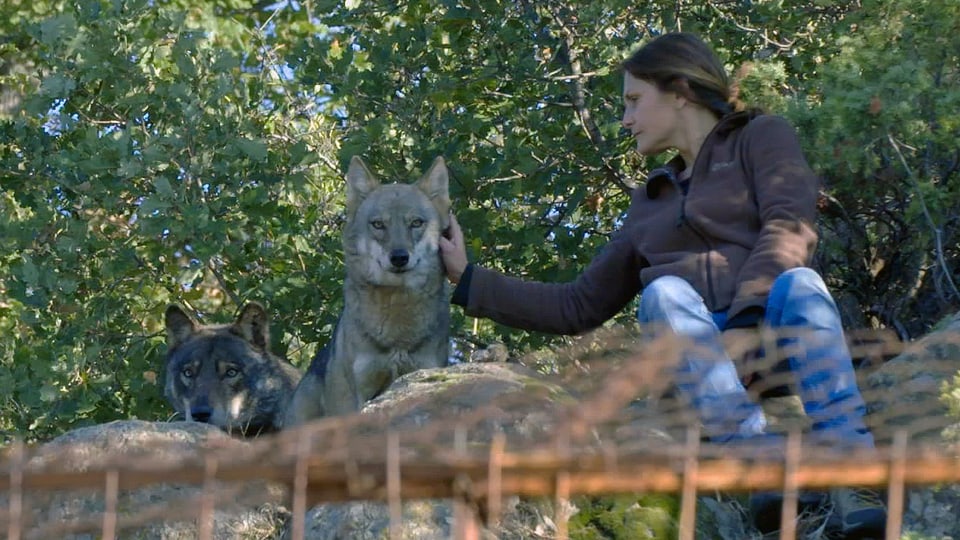 Eine Frau streichelt einen Wolf.
