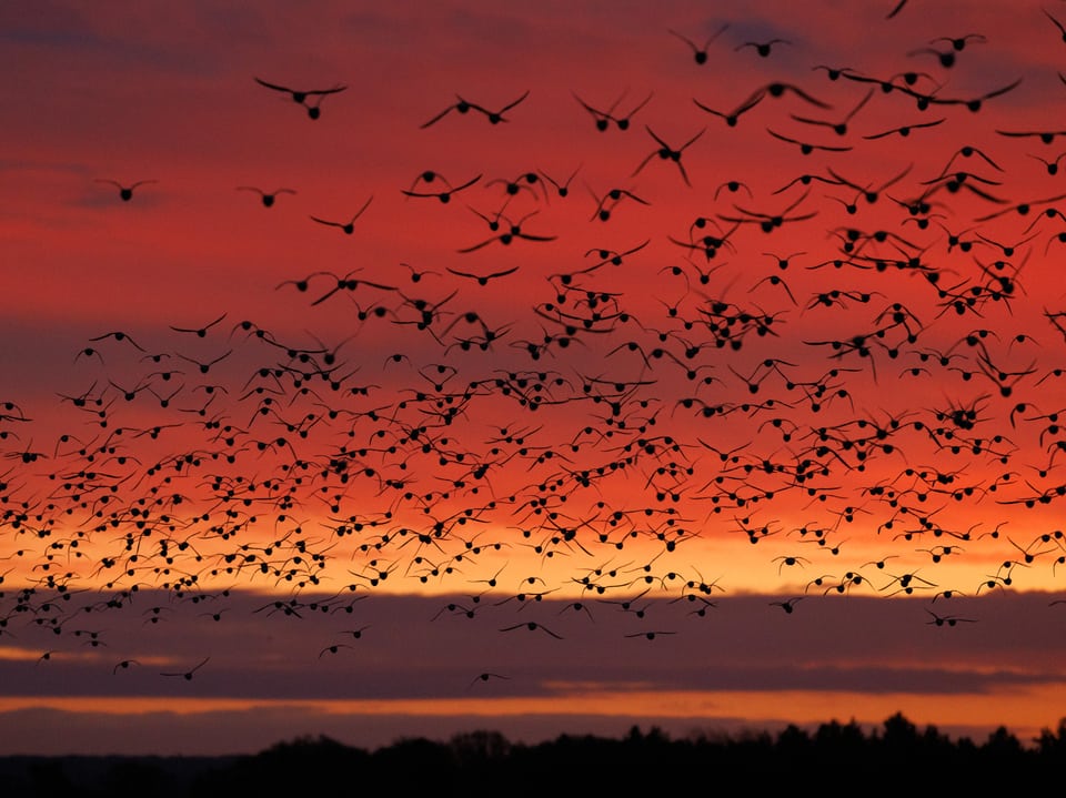 Sonnenuntergang mit Tausenden Vögeln.
