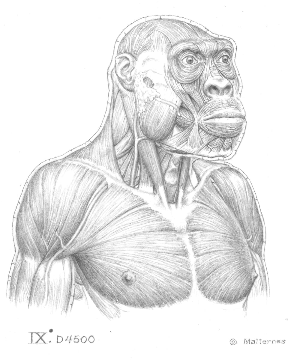 Eine Zeichnung, die Muskeln und Sehnen des Oberkörpers vom Menschen zeigt, dessen Schädel in Georgien gefunden wurde.