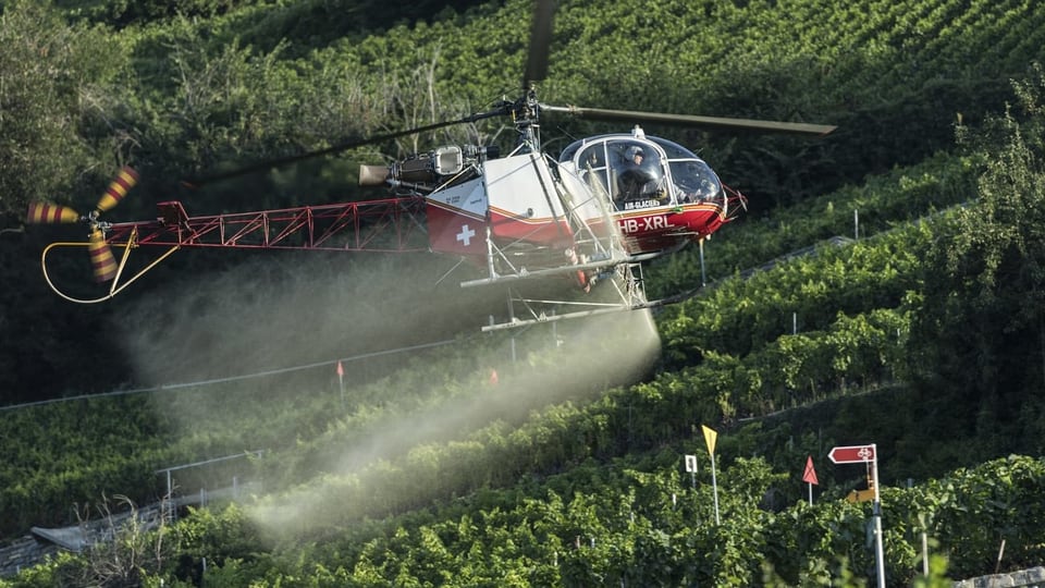 Helikopter spritzt Pestizide auf Feld.