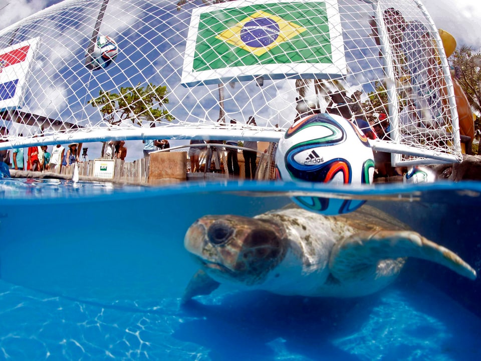 Schildkröte unter der Flagge Brasiliens.