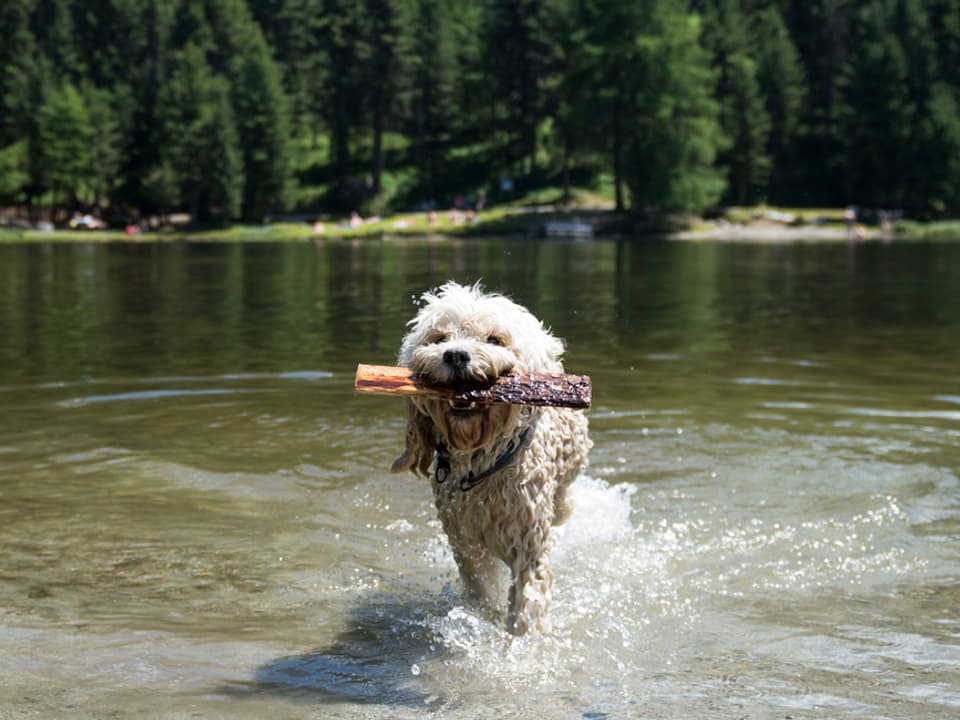 Ein Hund kommt mit einem Stock in der Schnauze aus dem Wasser