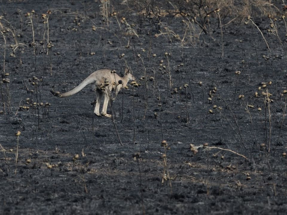 Ein Känguruh hüpft durch verbranntes Land (keystone)