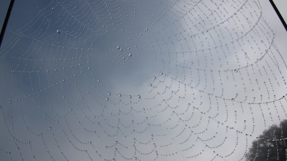 Taubehangenes Spinnennetz