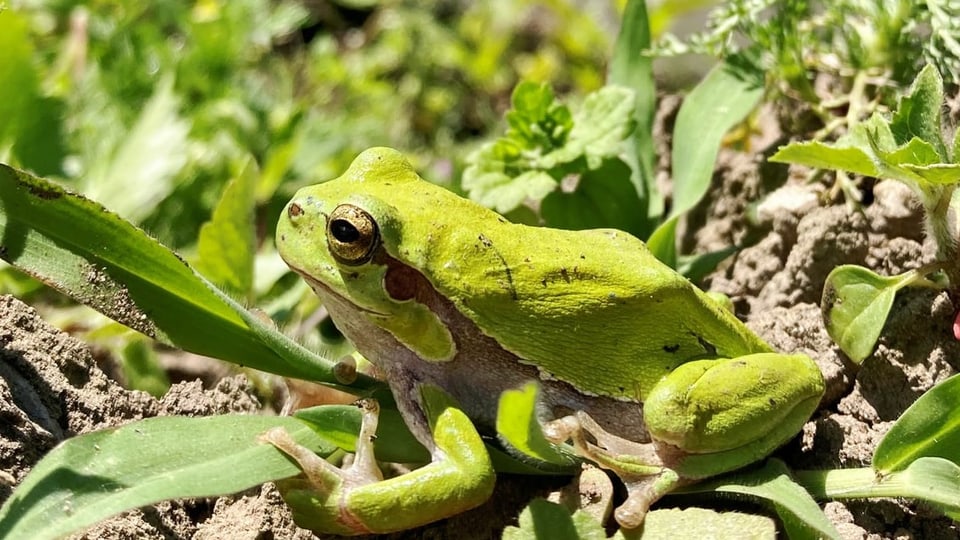 The picture shows a tree frog in a rice field.