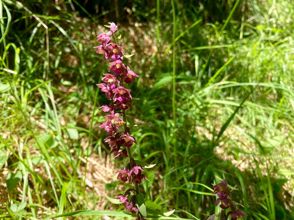 Purpurrote Ständewurz