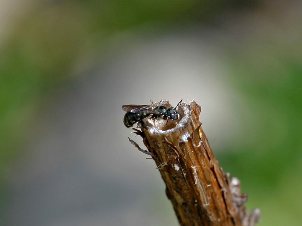 Eine Ameise auf dem hohlen Stengel einer Pflanze