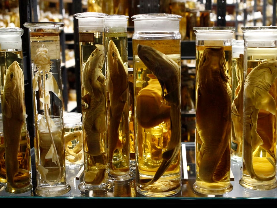 Eingelegt: Diese Fisch-Exponate überdauern in Alkohol Jahrzehnte – für die Forschung.