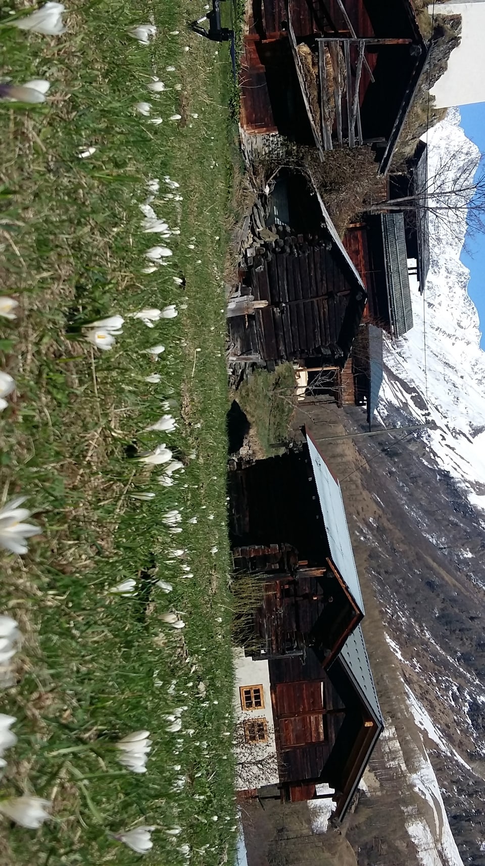 Schneeglöckchen auf Alpenwiesen. 