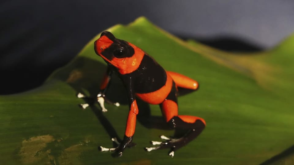 Oophaga Frosch auf einem Blatt sitzend.