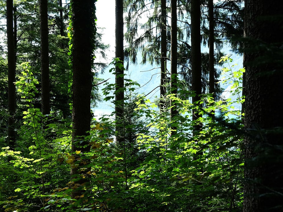 Blick in den Wald.