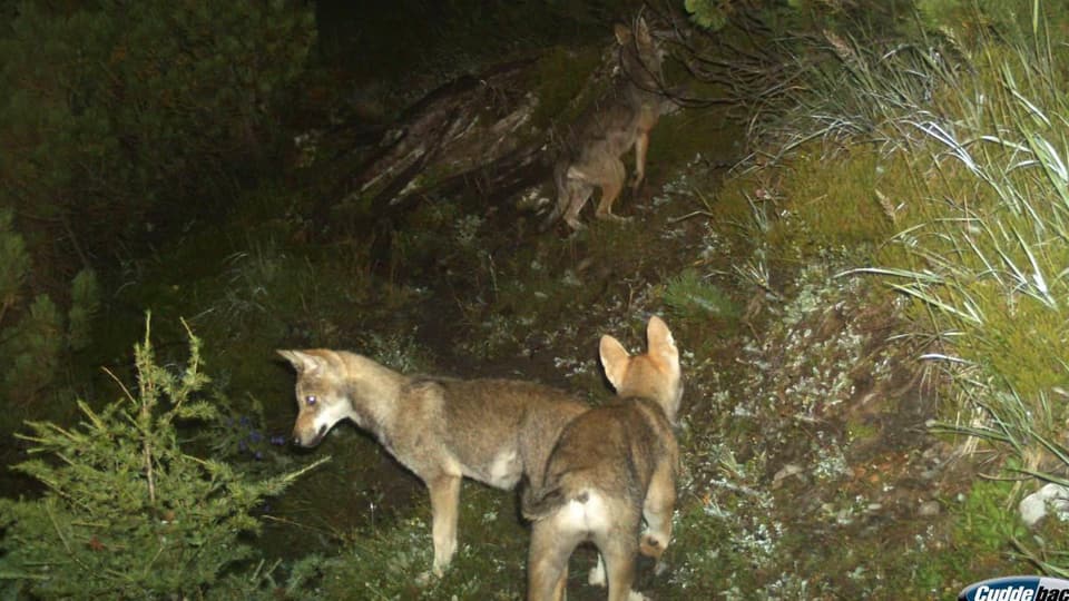 Wolfsrudel tappte im Sommer 2014 am Calanda (GR) in die Fotofalle.
