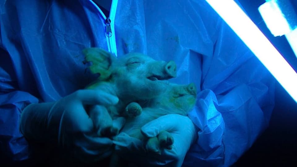 Ein Forscher hält zwei von einem geklonten Schwein geborene Ferkel unter ultraviolettem Licht hoch.
